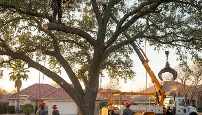 Professional arborists performing safe tree removal with crane in San Antonio, TX