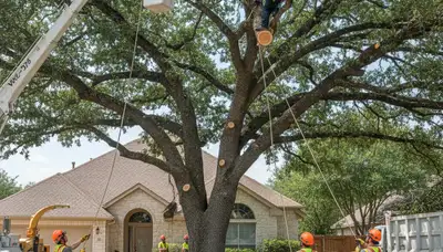 Arborists performing large tree removal with bucket truck in Helotes, San Antonio, TX