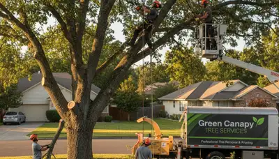 Arborist performing professional tree pruning in San Antonio, TX for healthier residential trees