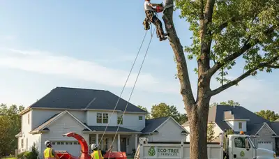 Professional tree removal crew cutting large oak in San Antonio, TX yard safely and efficiently