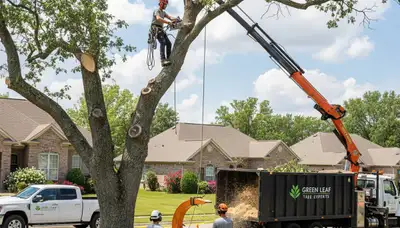 Professional tree removal service in San Antonio, TX by Chop Chop Tree experts