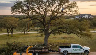 Professional tree removal service in San Antonio TX safely cutting large oak near residential property