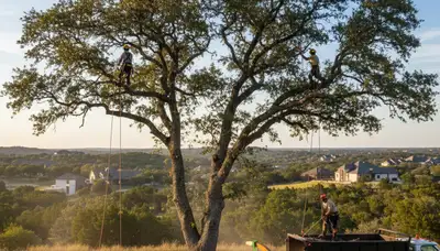 Professional tree removal service in San Antonio TX safely cutting and clearing large oak tree