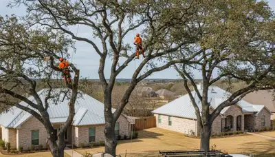Professional tree removal service in San Antonio TX safely cutting and clearing large oak tree