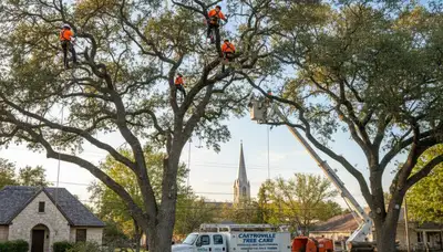Professional tree removal service in San Antonio TX by certified arborists using safe equipment