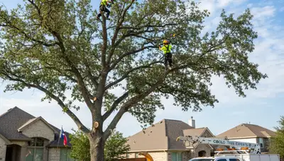 Professional tree removal service in San Antonio TX safely cutting and clearing large oak tree