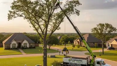 Professional tree removal service in San Antonio TX safely cutting and clearing large oak trees