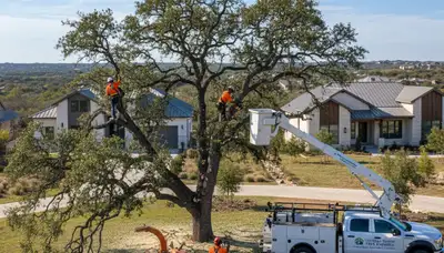 Professional tree removal service in San Antonio TX safely cutting and hauling large oak tree