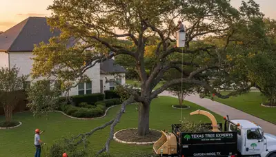 Professional tree removal service in San Antonio TX clearing large oak safely