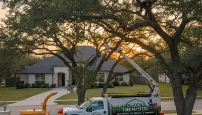 Professional tree removal service in San Antonio TX safely cutting tall oak tree
