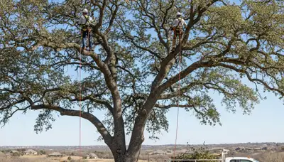 Professional tree removal service in San Antonio TX safely cutting down large oak tree