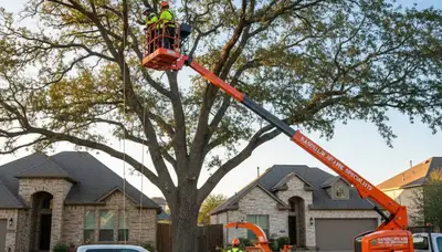 Professional tree removal service in San Antonio, TX by certified arborists