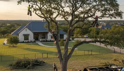 Professional tree removal service in San Antonio TX by certified arborists using safe equipment