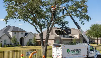 Professional tree removal service in San Antonio TX safely clearing residential property trees