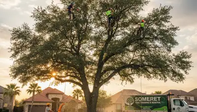 Professional tree removal service in San Antonio TX safely cutting large oak trees