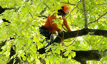 Tree Trimming in San Antonio TX Tree Trimming Services in San Antonio TX Tree Trimming Professionals in San Antonio TX Tree Services in San Antonio TX Tree Trimming Estimates in San Antonio TX Tree Trimming Quotes in San Antonio TX