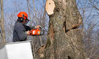 Tree Removal in San Antonio TX