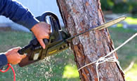 Tree Trimming in San Antonio TX